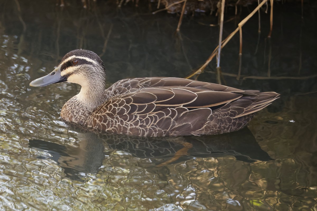 Pacific Black Duck - ML629073966