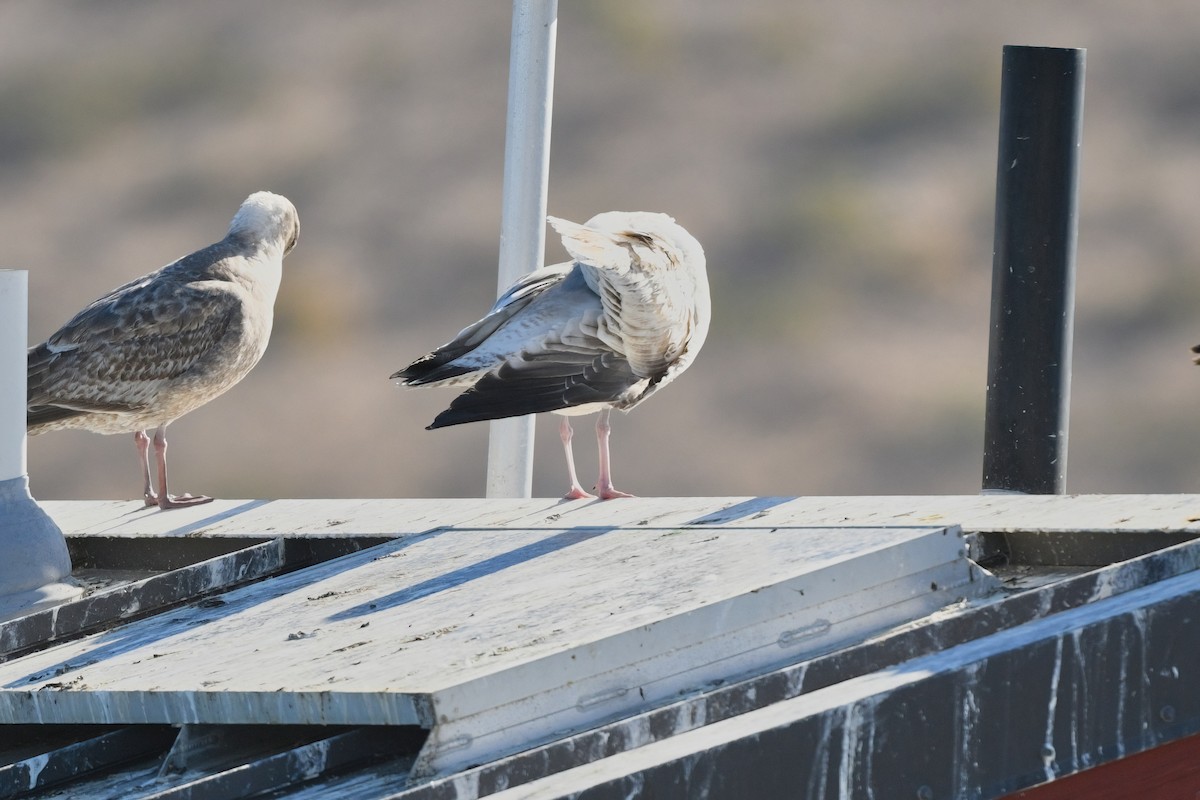 Vega Gull - ML629073967