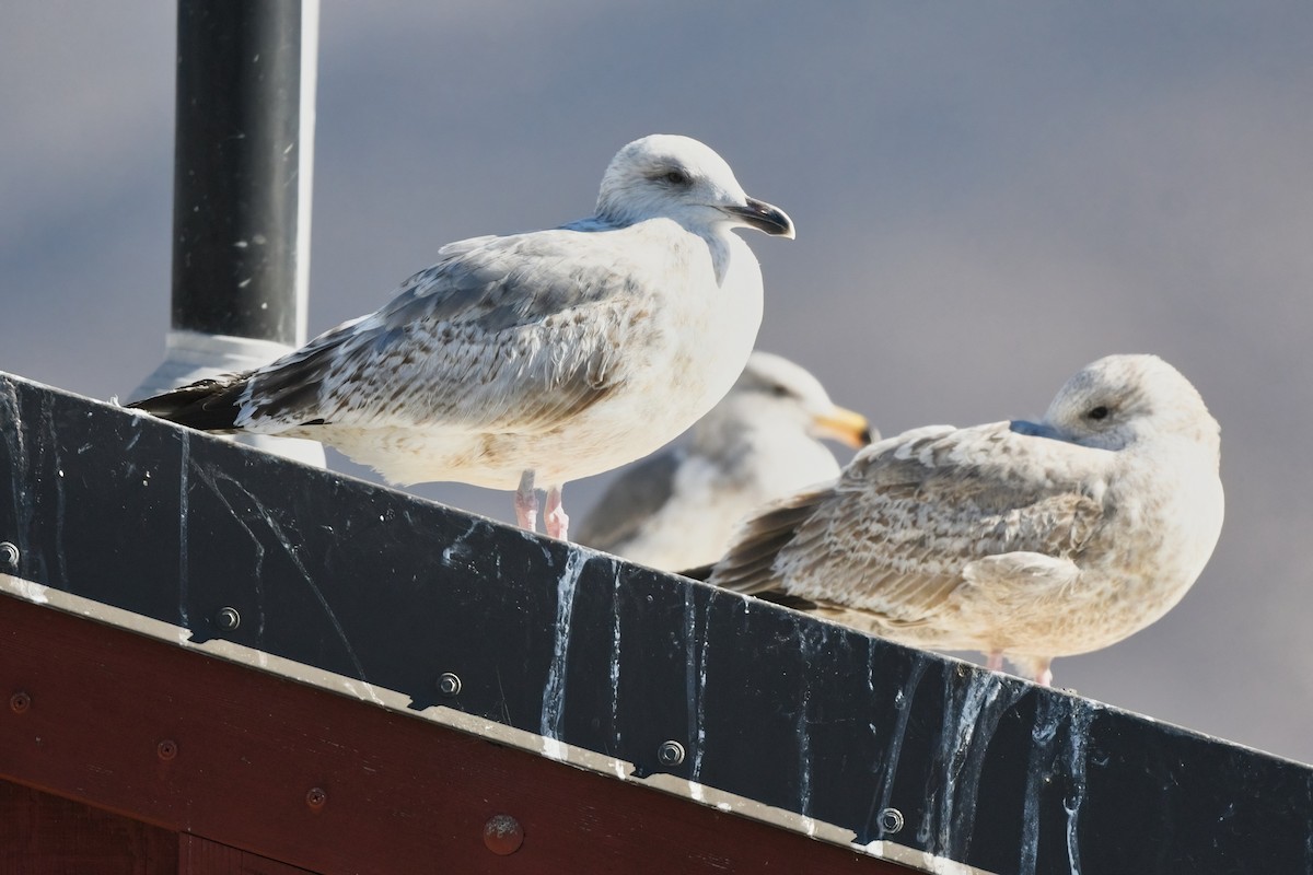 Vega Gull - ML629073968