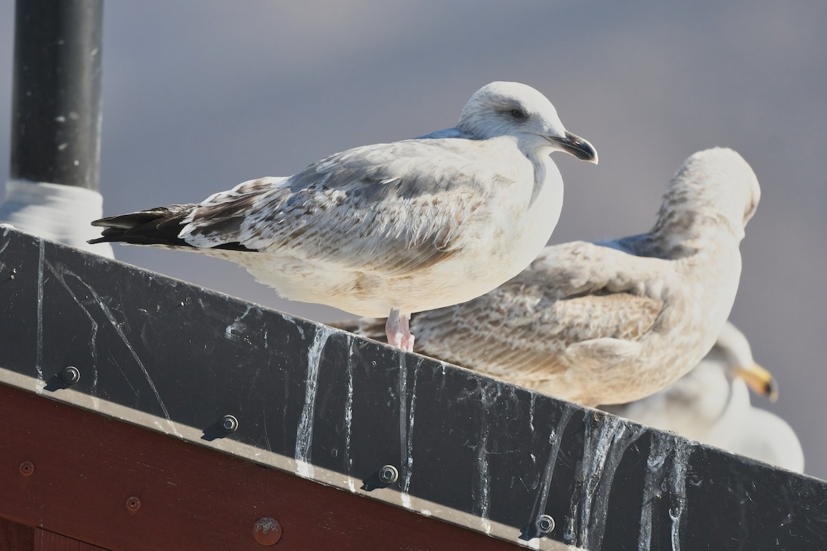 Vega Gull - ML629073975