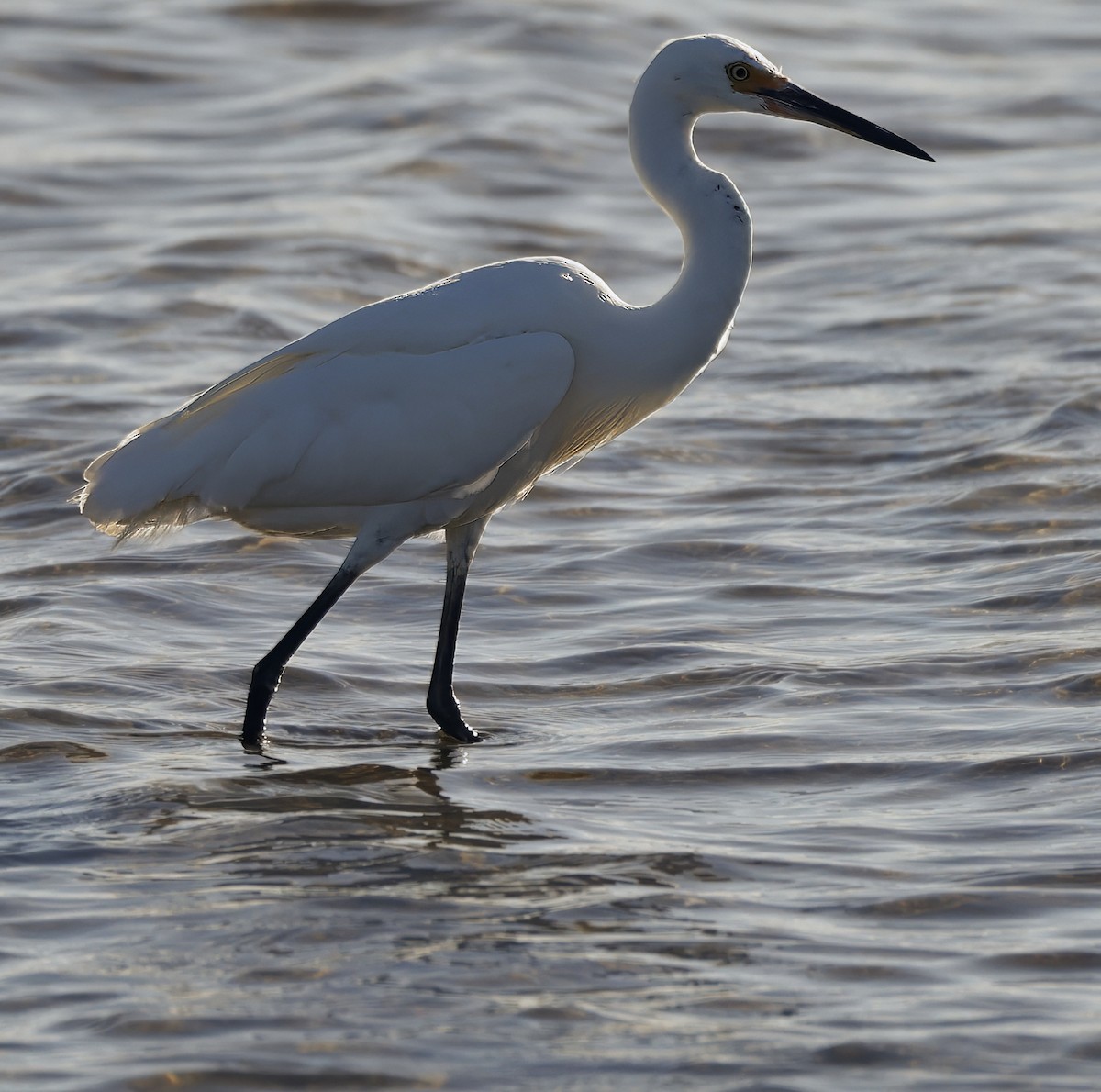 Little Egret - ML629073976