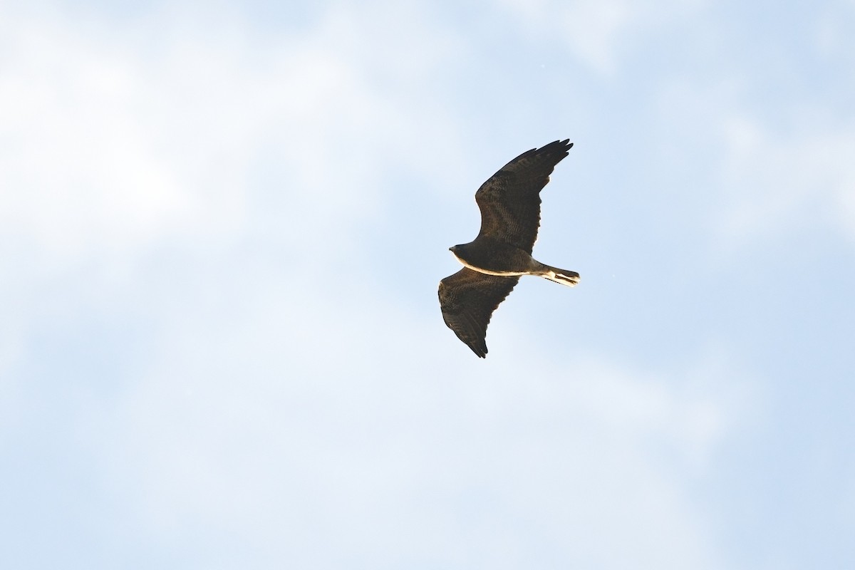 Swainson's Hawk - ML629074068