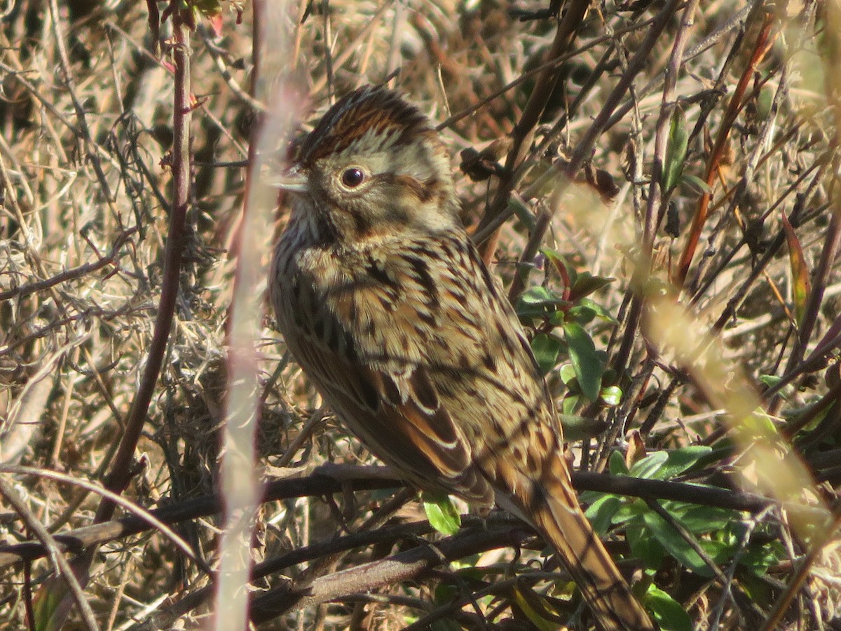 Lincoln's Sparrow - ML629074162