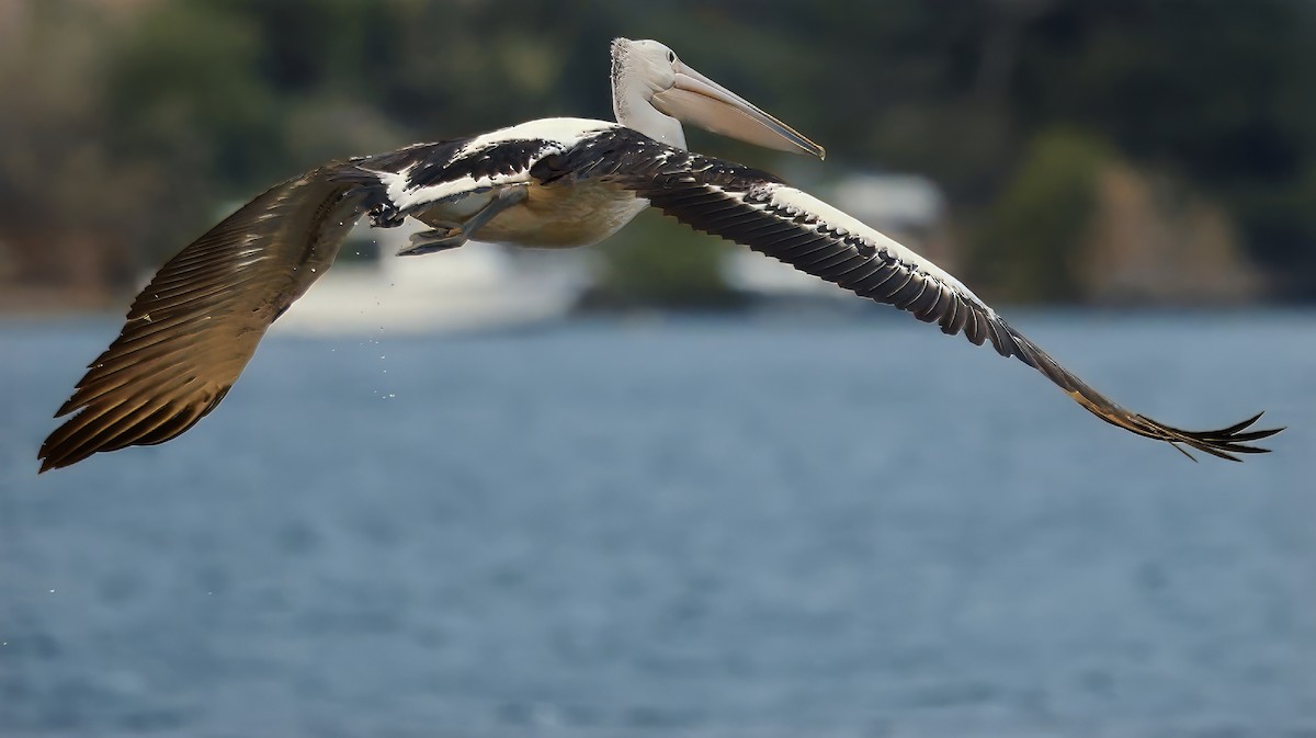 Australian Pelican - ML629074178