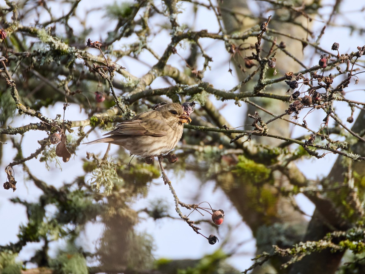 Purple Finch (Western) - ML629074225