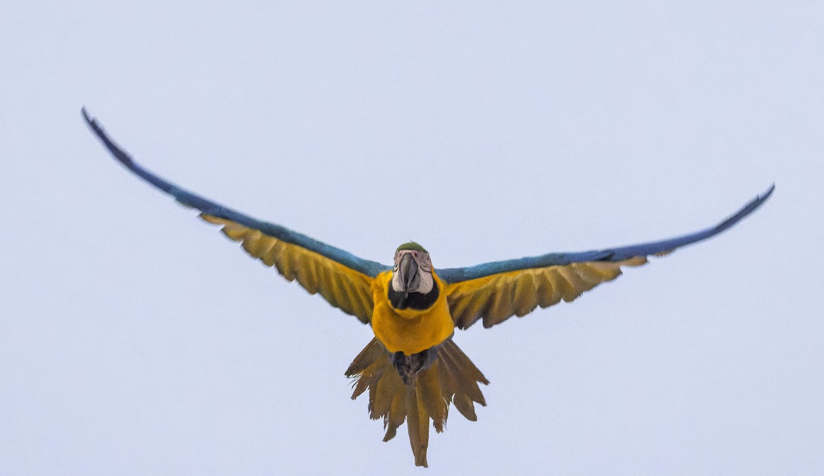 Ara bleu - ML629074299