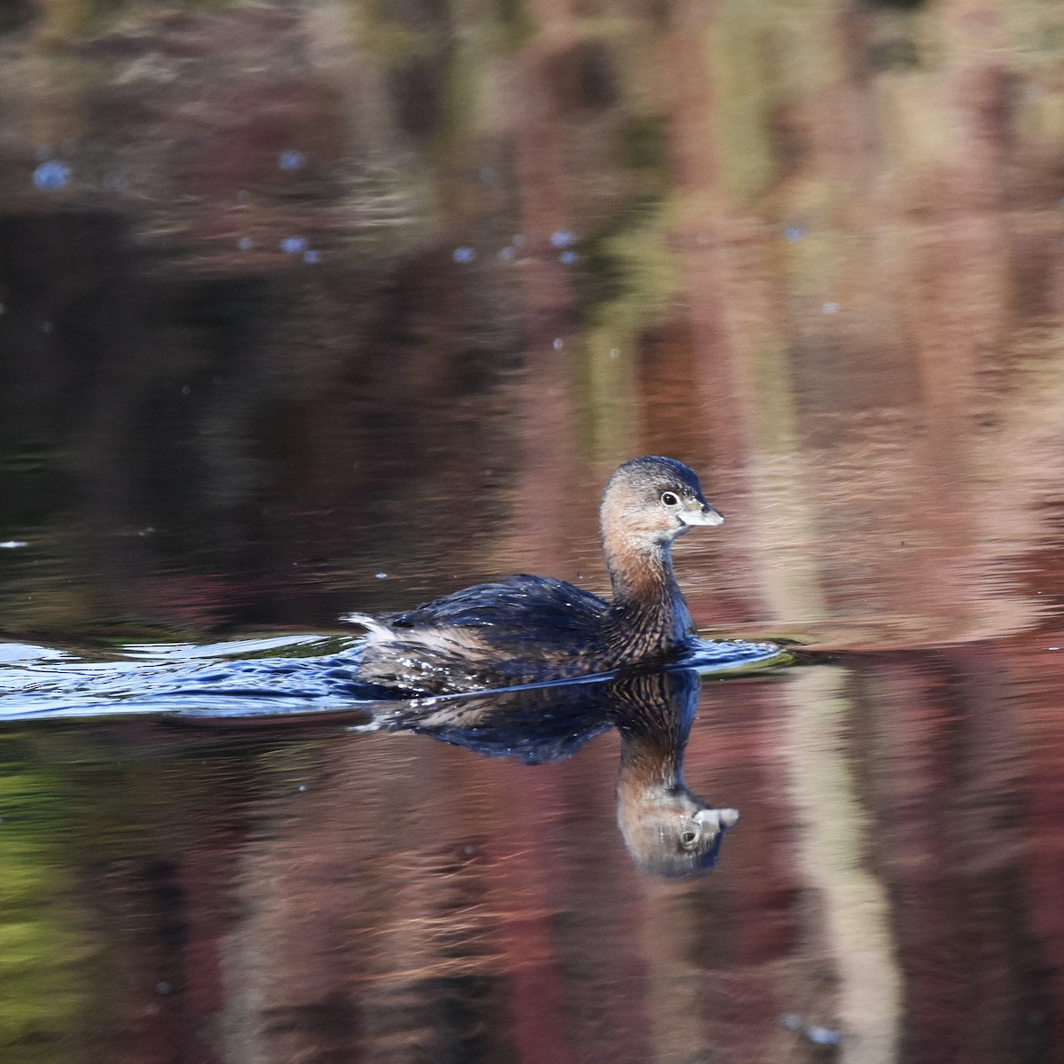 Pied-billed Grebe - ML629074411