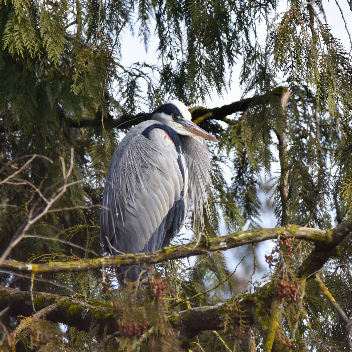 Great Blue Heron - ML629074414