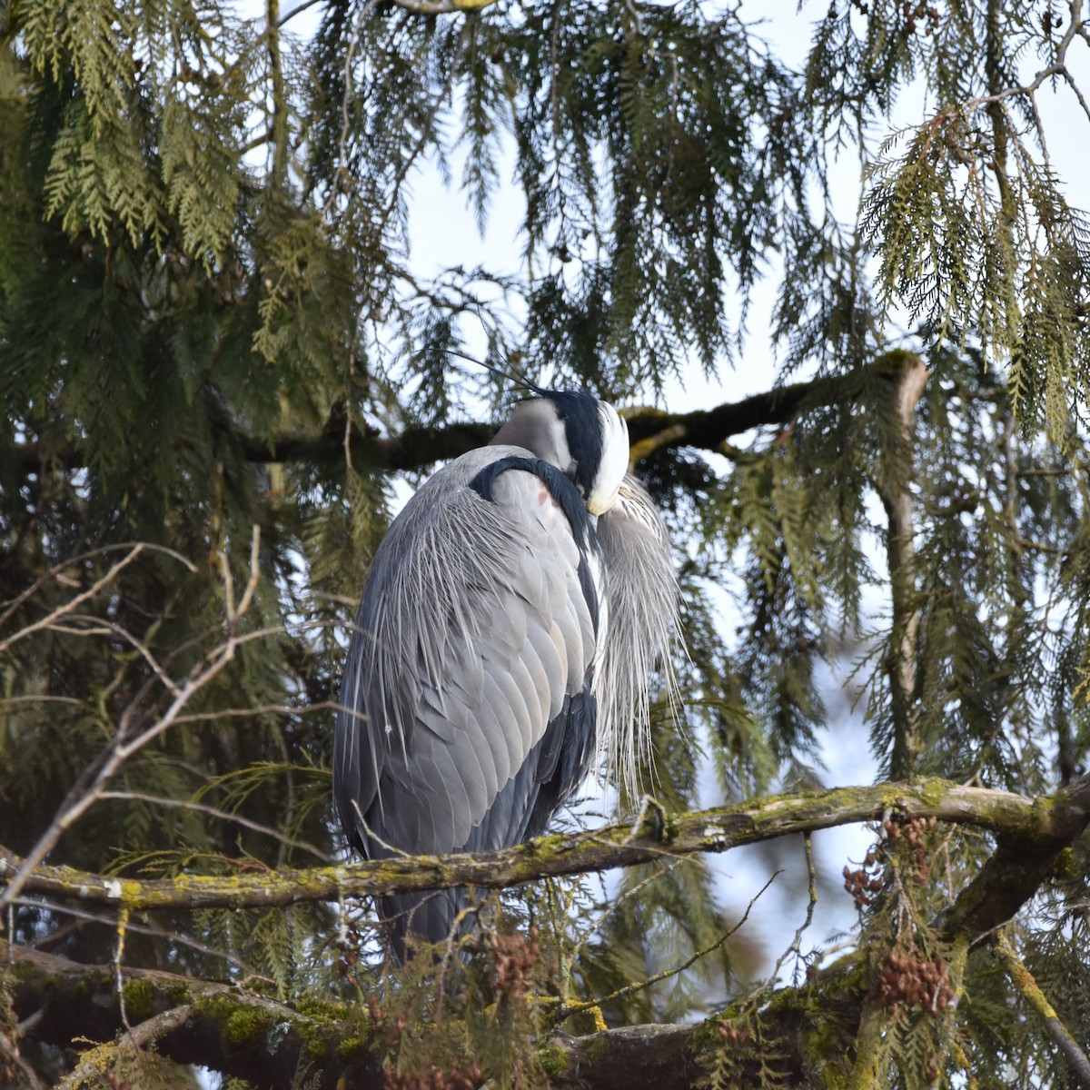 Great Blue Heron - ML629074415