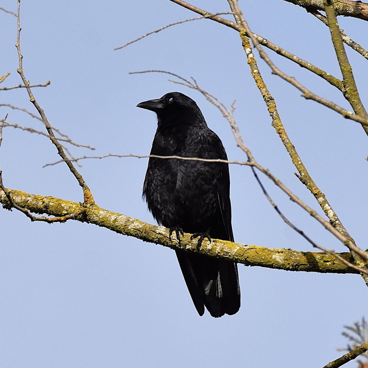 American Crow - ML629074425