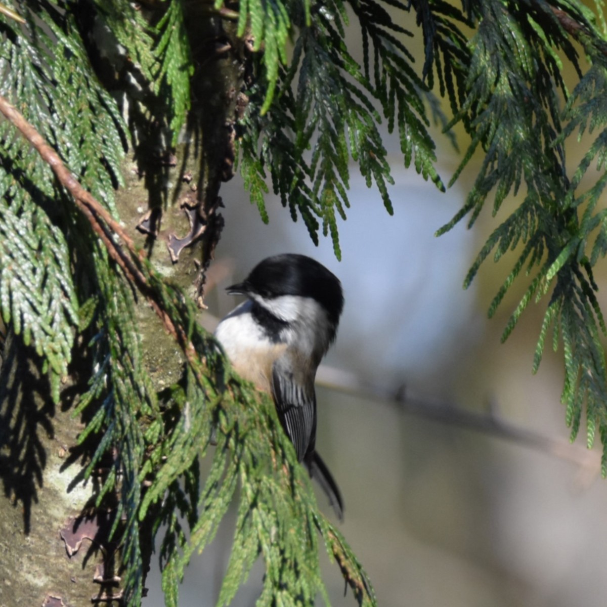 Black-capped Chickadee - ML629074430
