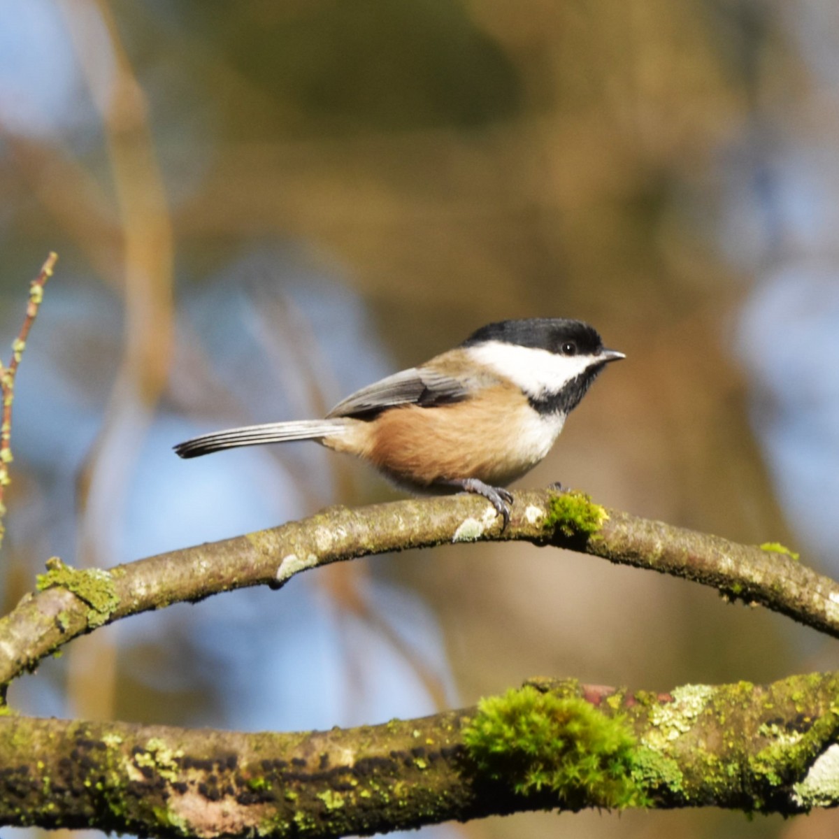 Black-capped Chickadee - ML629074431