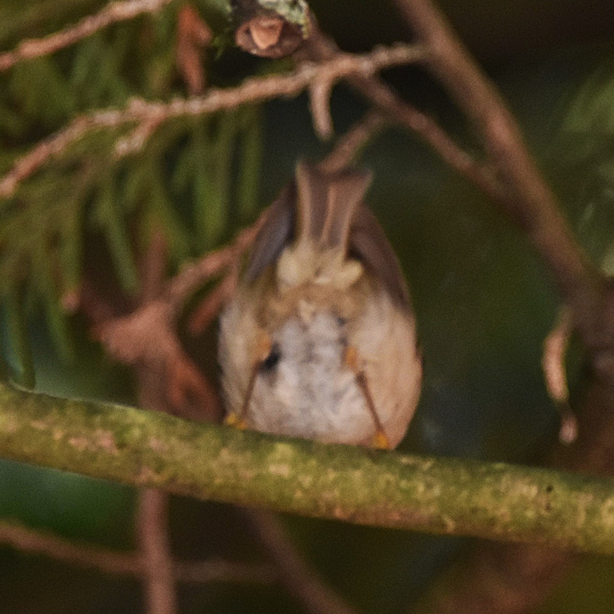Golden-crowned Kinglet - ML629074443