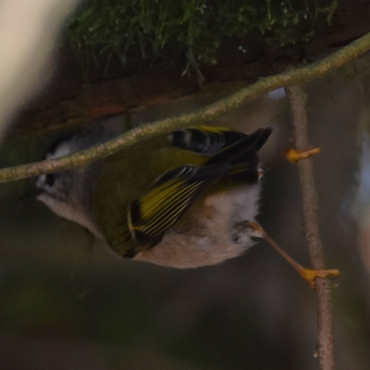 Golden-crowned Kinglet - ML629074444