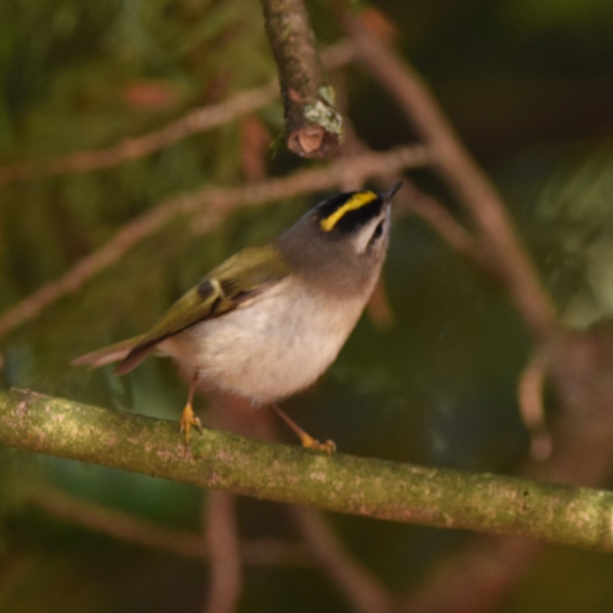 Golden-crowned Kinglet - ML629074446