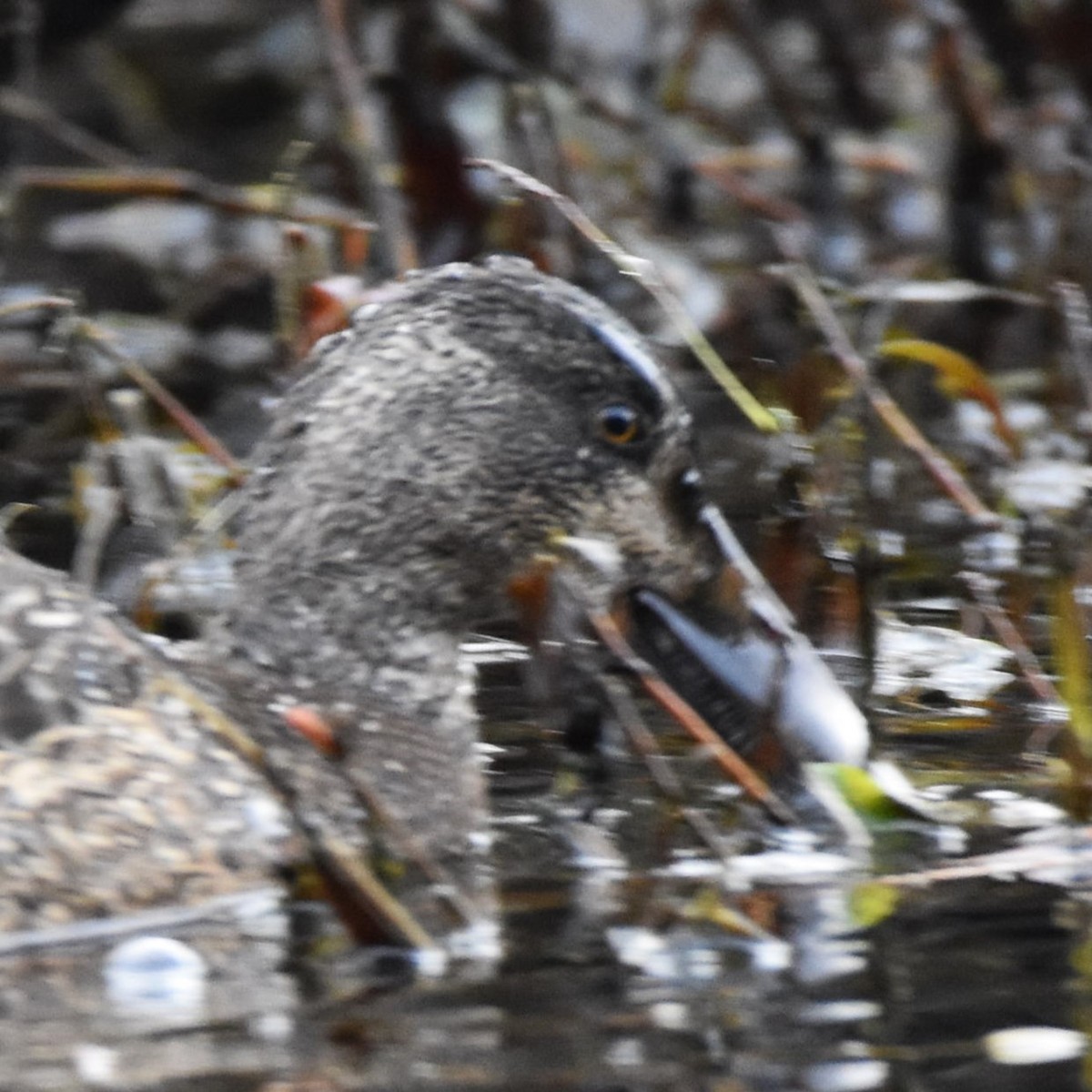 Northern Shoveler - ML629074476
