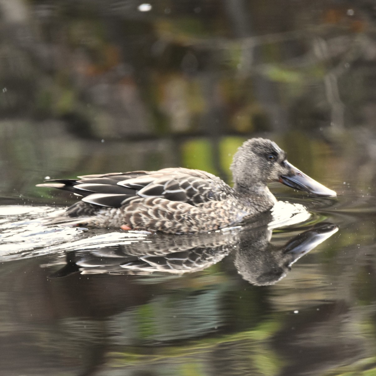 Northern Shoveler - ML629074477