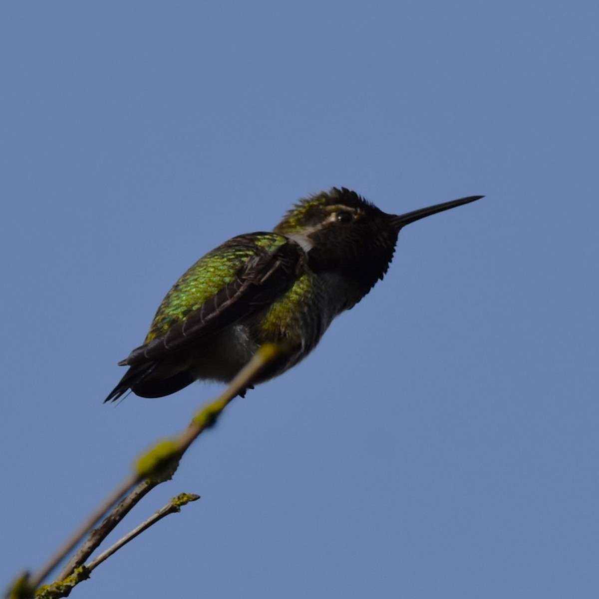 Anna's Hummingbird - ML629074543
