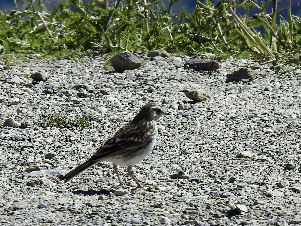 New Zealand Pipit - ML629074660