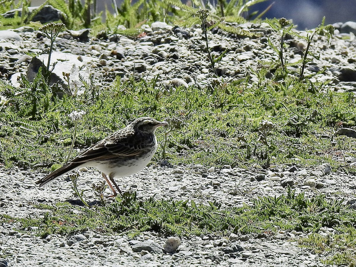 New Zealand Pipit - ML629074699