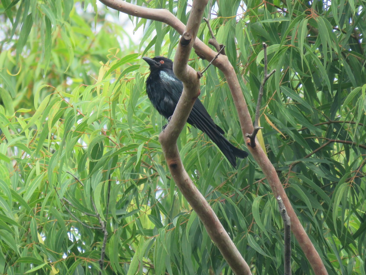 Spangled Drongo - ML629074764