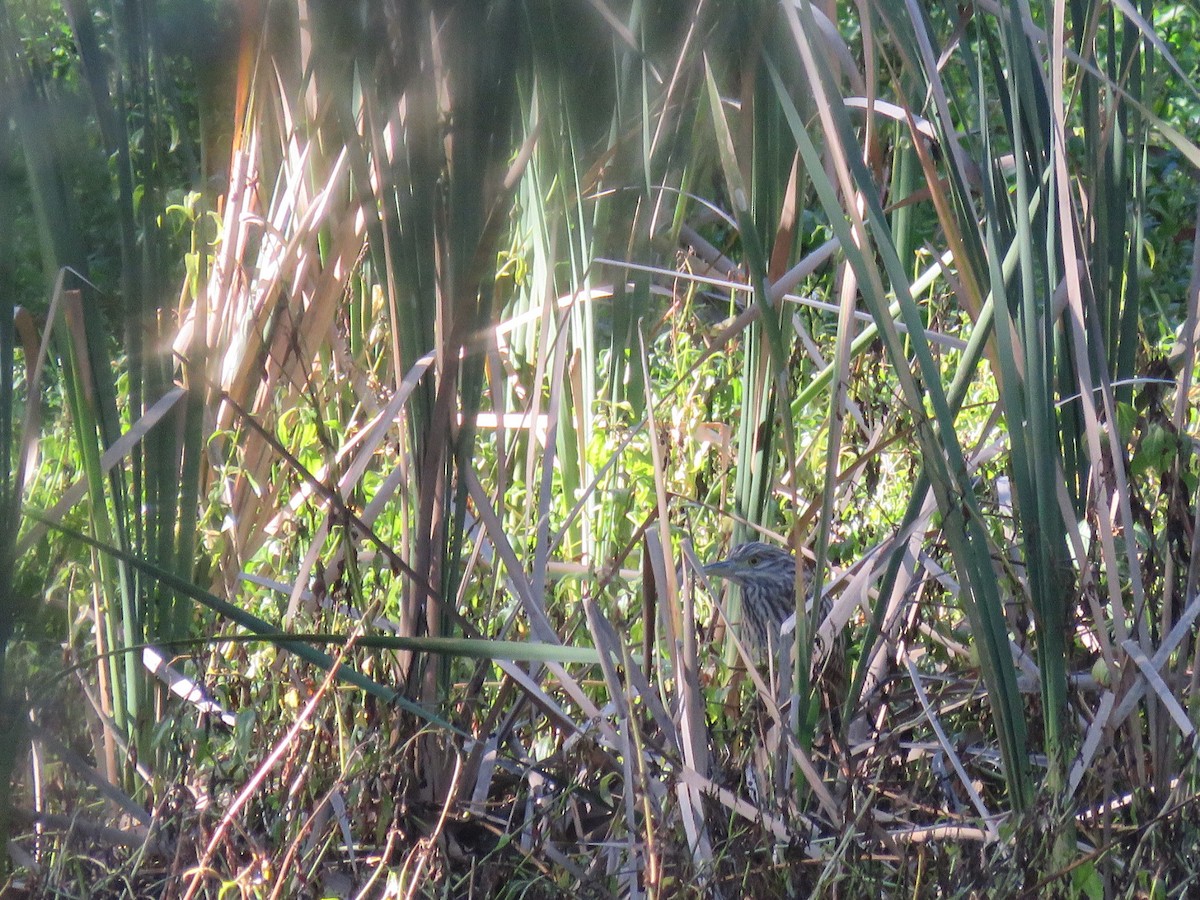 Nankeen Night Heron - ML629074793