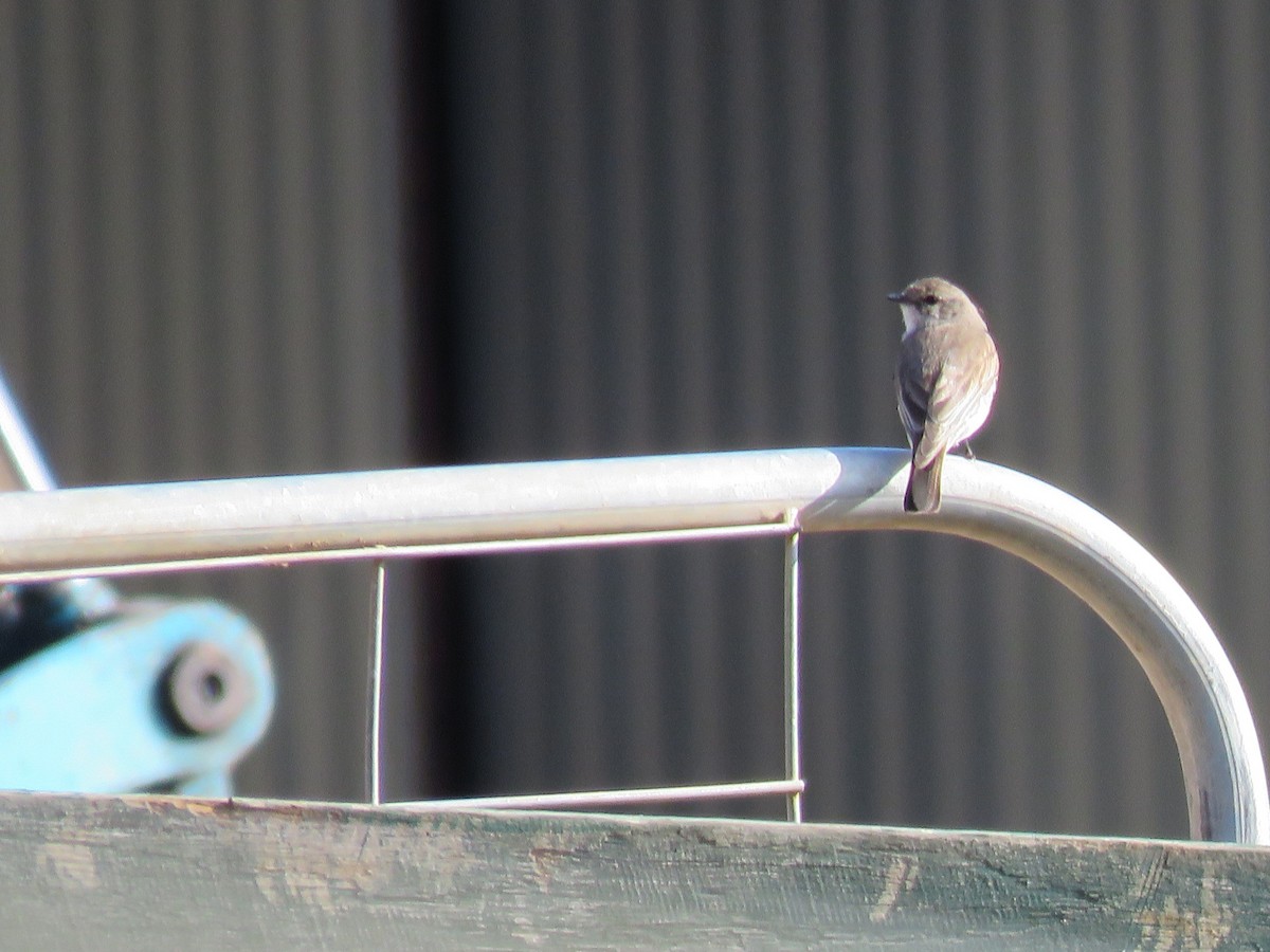 Jacky-winter - ML629074915