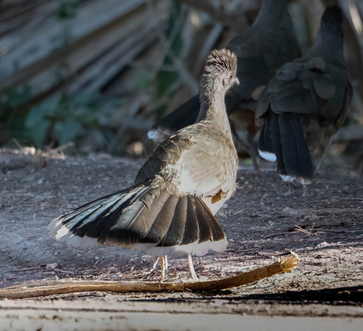 Plain Chachalaca - ML629074975