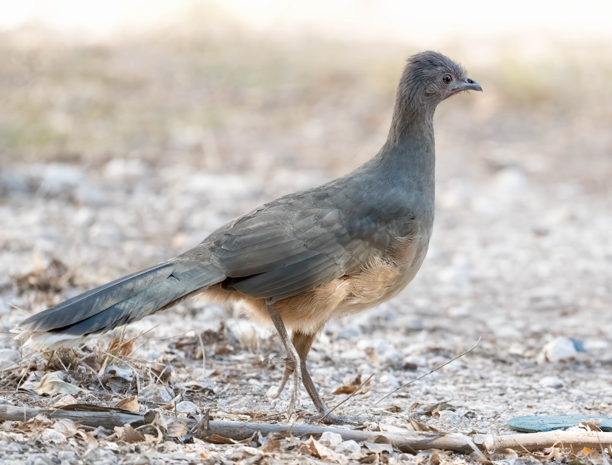 Plain Chachalaca - ML629075056