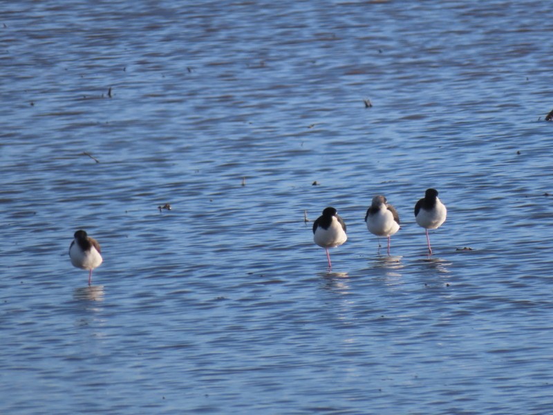 Black-necked Stilt - ML629075074