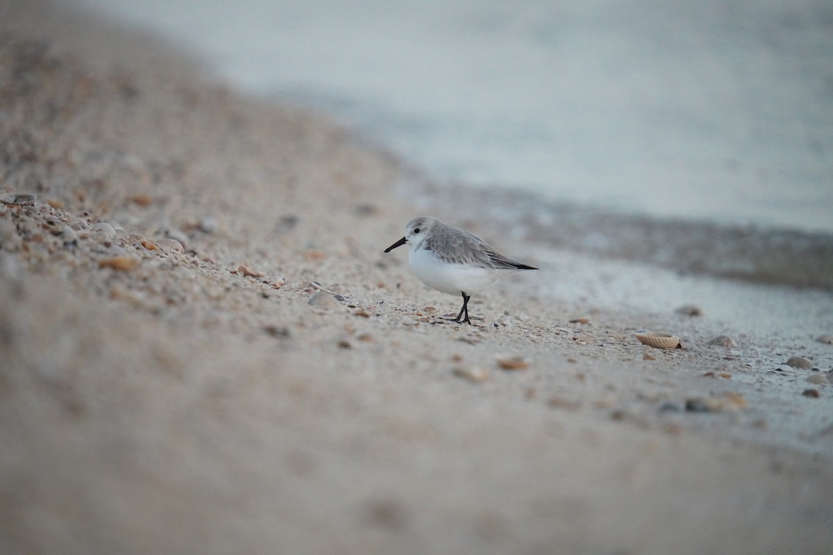 Sanderling - ML629075130