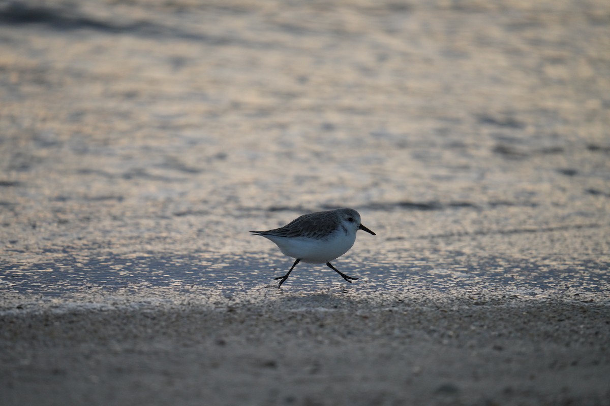 Sanderling - ML629075141