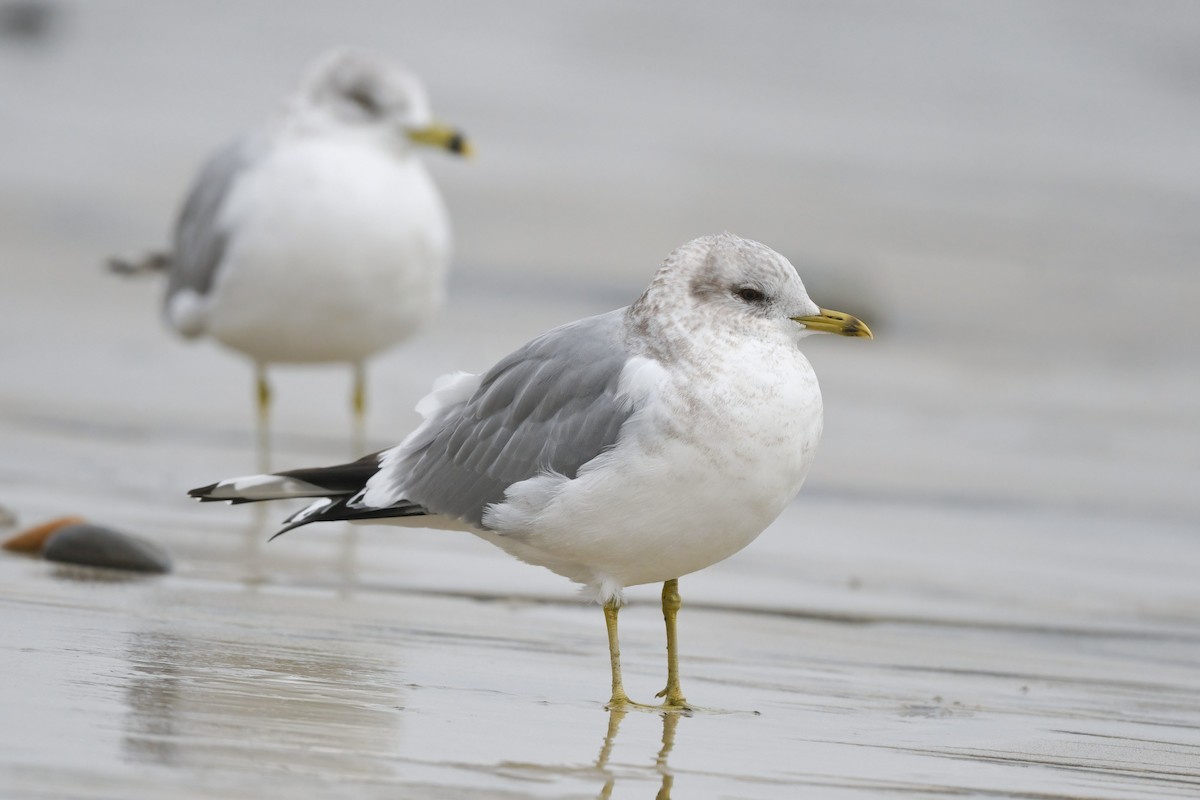 Short-billed Gull - ML629075153