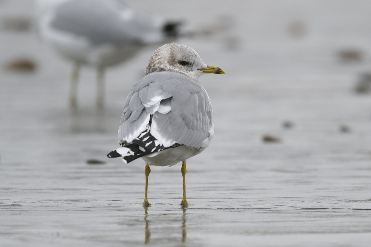 Short-billed Gull - ML629075155