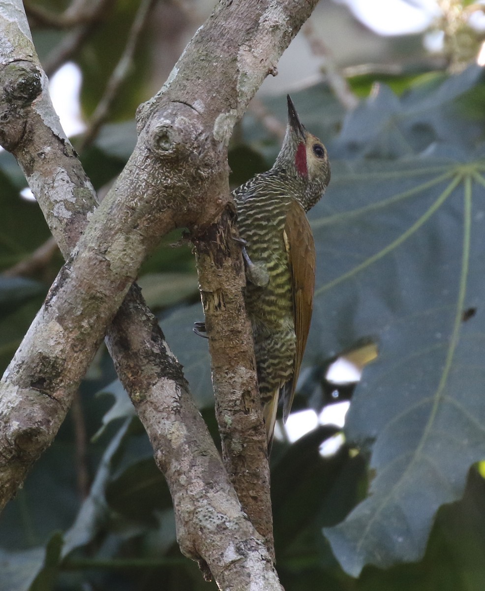 Gray-crowned Woodpecker - ML629075159