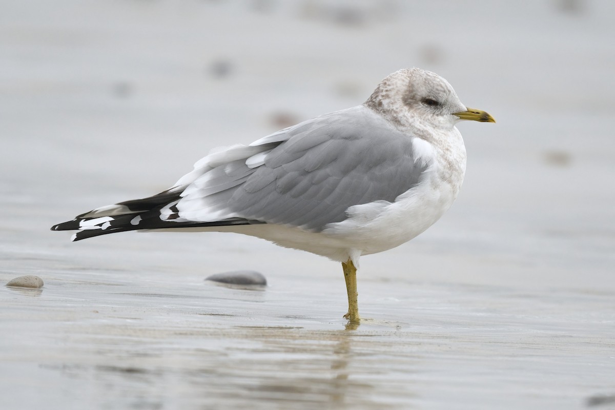 Short-billed Gull - ML629075160