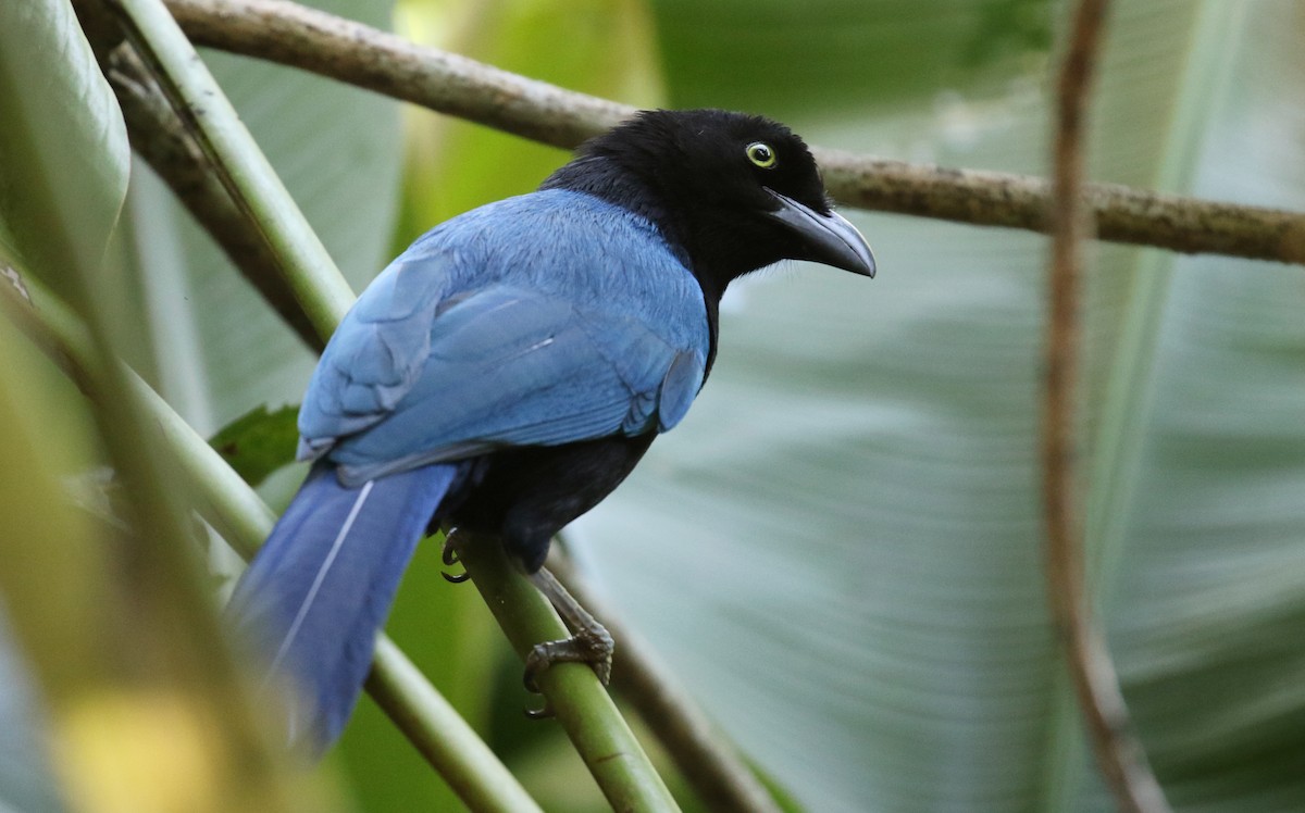 San Blas Jay - ML629075162