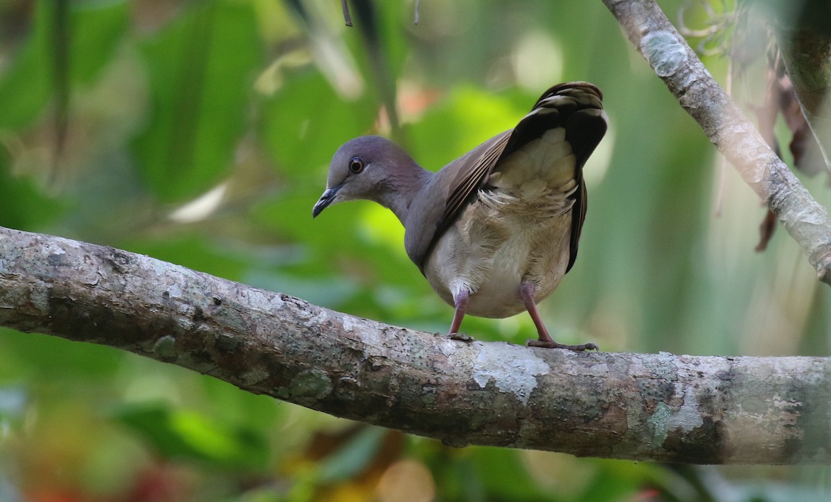 White-tipped Dove - ML629075163