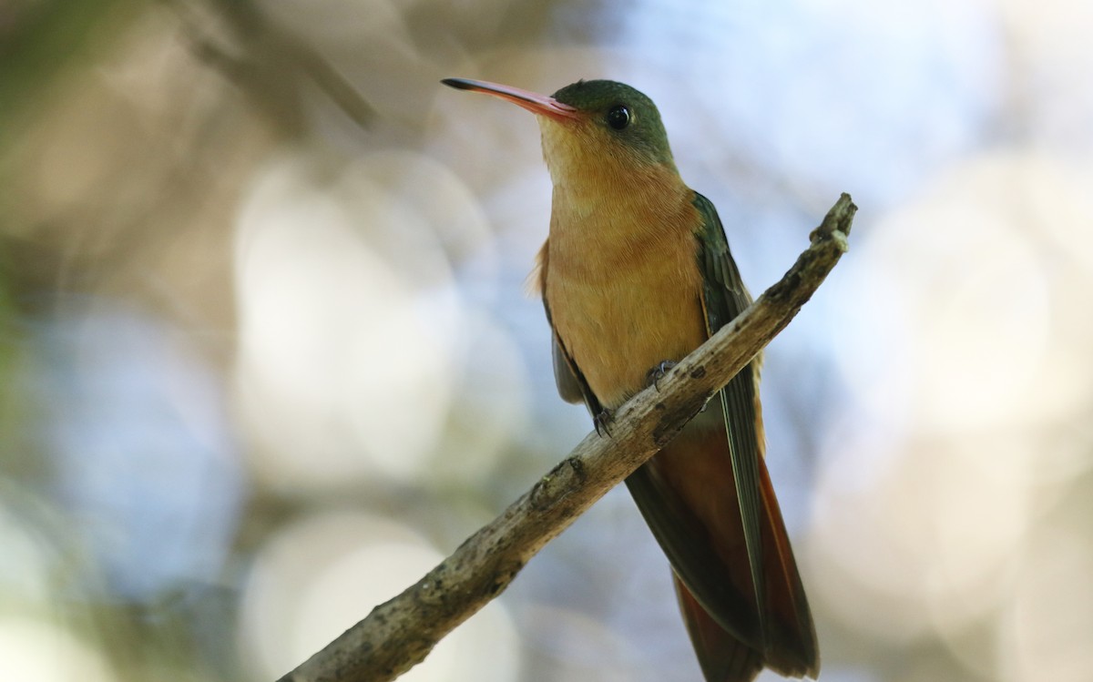 Cinnamon Hummingbird - ML629075165