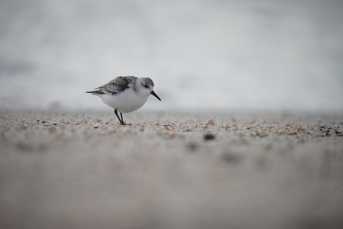 Sanderling - ML629075193