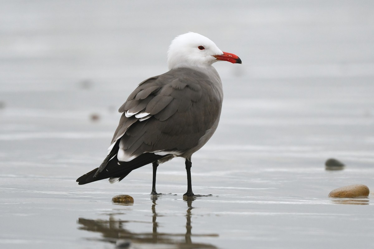 Heermann's Gull - ML629075206