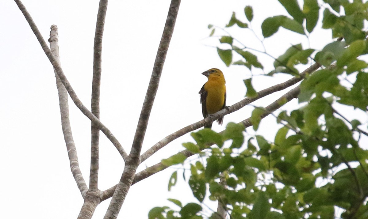 Yellow Grosbeak - ML629075243