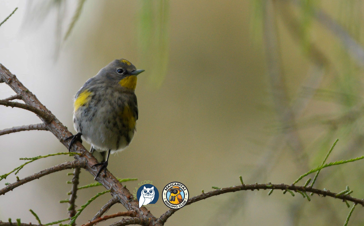 キヅタアメリカムシクイ - ML629075245