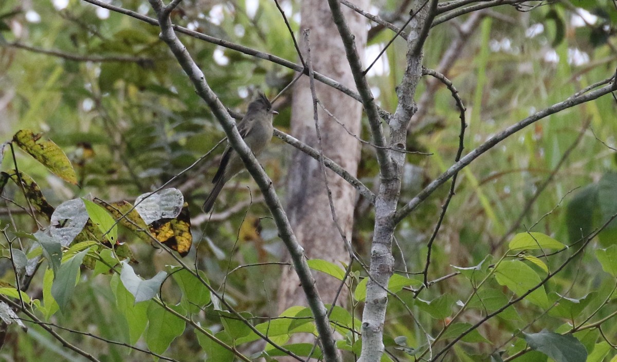 Greater Pewee - ML629075246