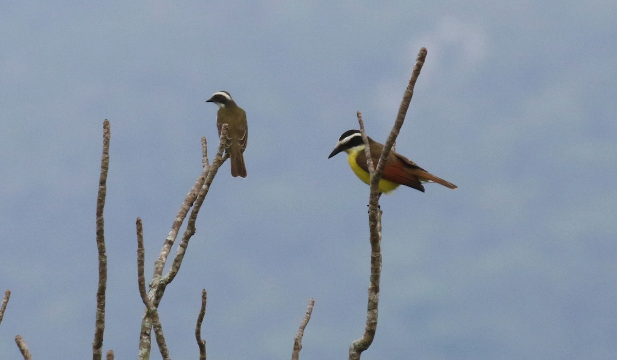 Great Kiskadee - ML629075251