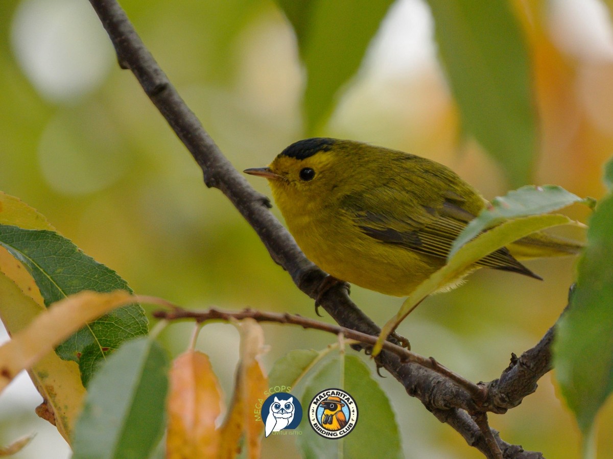 ウィルソンアメリカムシクイ - ML629075252