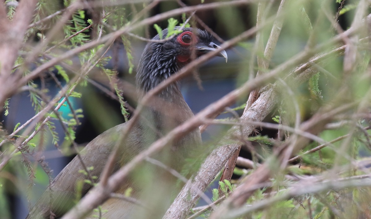 West Mexican Chachalaca - ML629075260