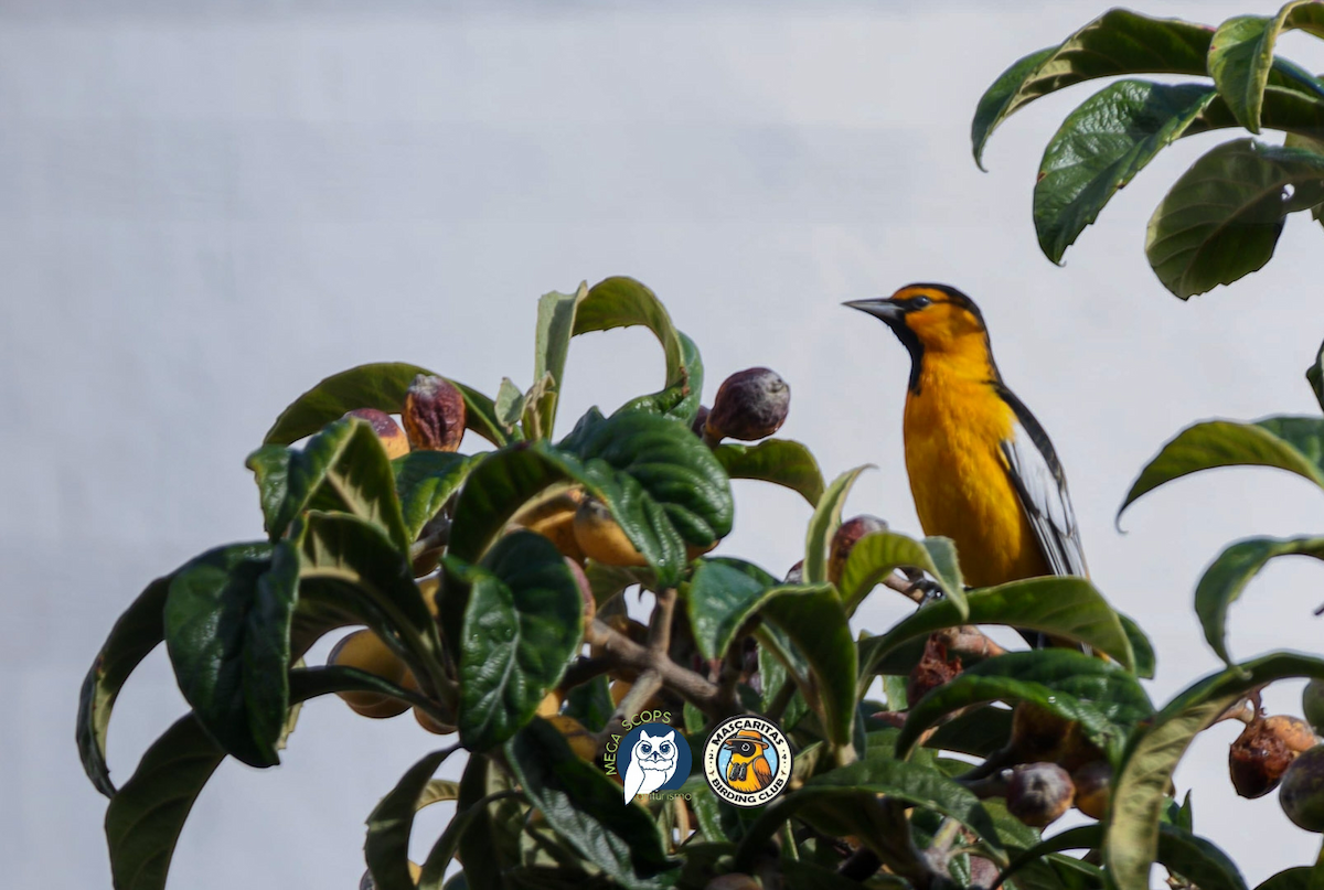 ビュラックムクドリモドキ - ML629075271