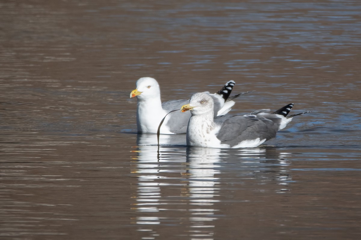 Lesser Black-backed Gull - ML629075342