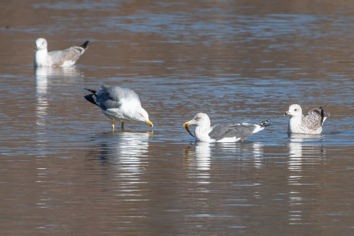 Lesser Black-backed Gull - ML629075343